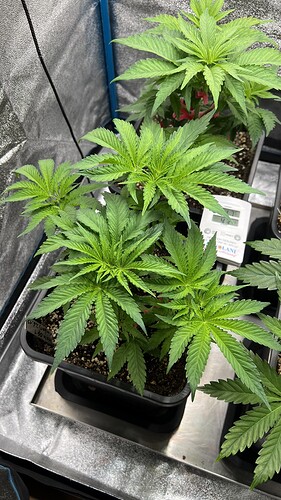 Growreport Bild 3