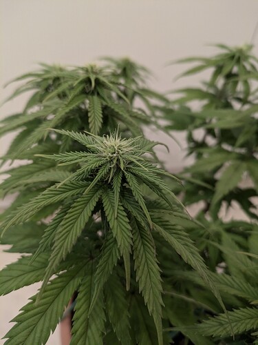 Growreport Bild 11