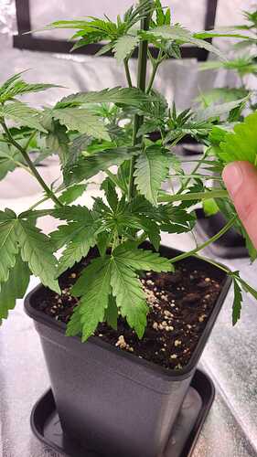 Growreport Bild 19