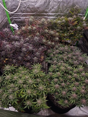 Growreport Bild 8