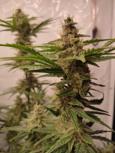 Growreport Bild 44