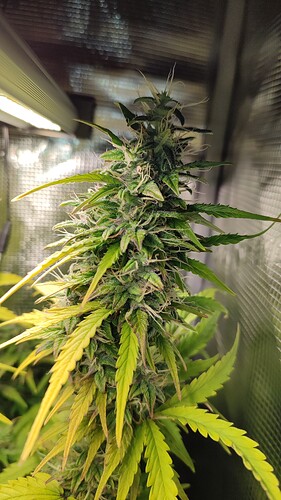 Growreport Bild 1