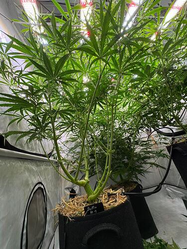 Growreport Bild 15
