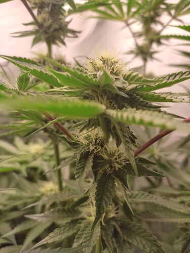 Growreport Bild 24