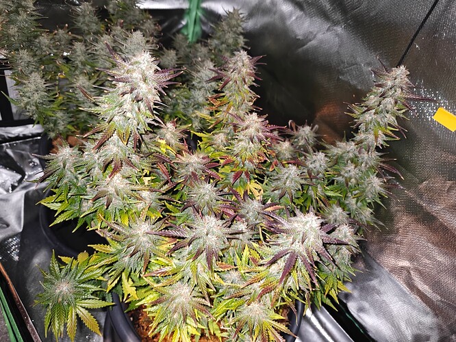 Growreport Bild 5