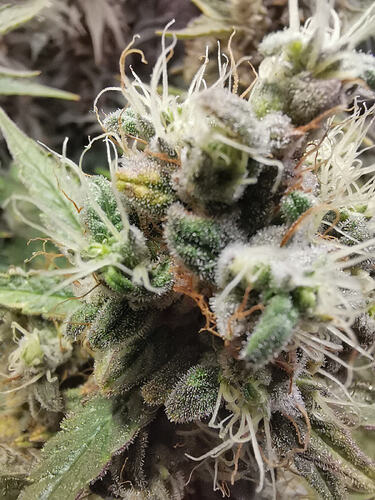 Growreport Bild 7