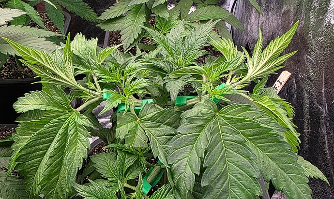 Growreport Bild 23
