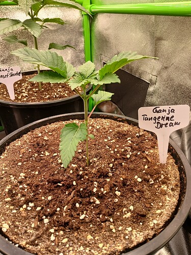 Growreport Bild 8