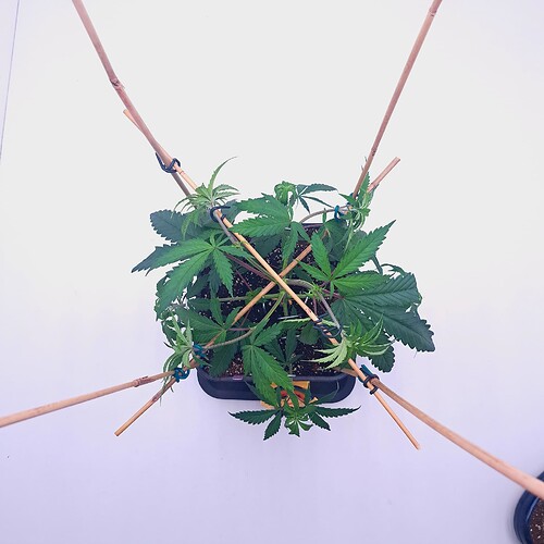 Growreport Bild 5