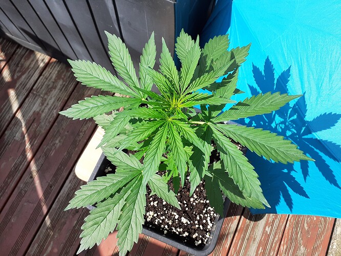 Growreport Bild 28