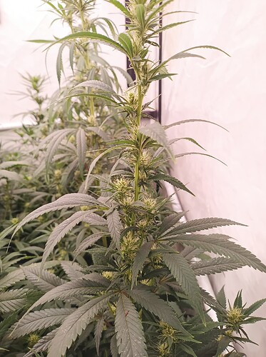 Growreport Bild 9