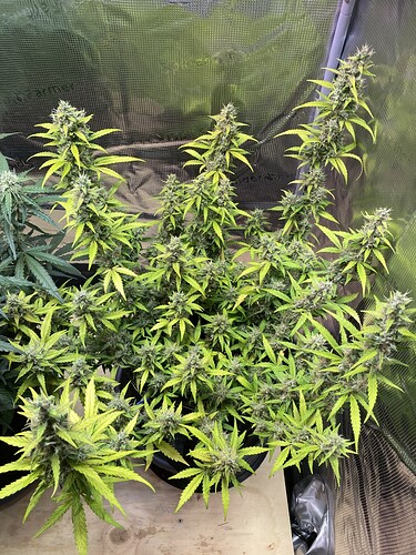 Growreport Bild 23