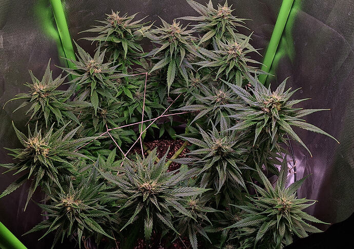 Growreport Bild 8