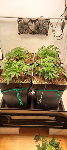 Growreport Bild 7
