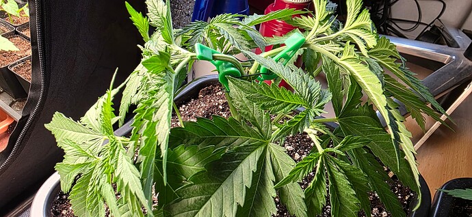 Growreport Bild 13