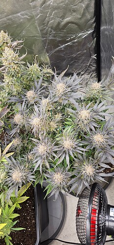 Growreport Bild 27