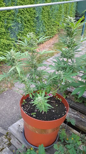 Growreport Bild 5