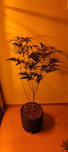 IMG_20240508_100132