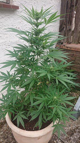 Growreport Bild 40