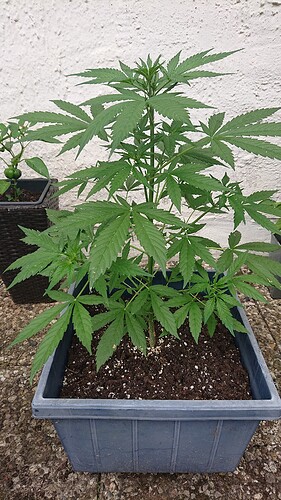 Growreport Bild 19
