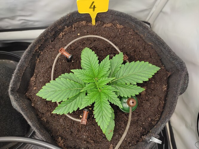 Growreport Bild 25