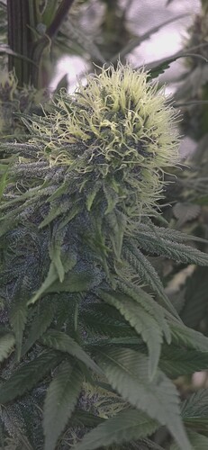 Growreport Bild 9