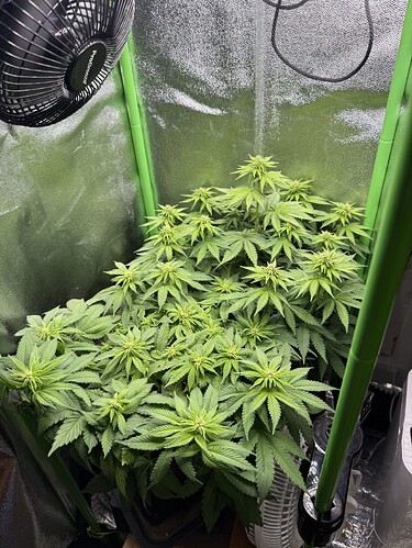 Growreport Bild 62