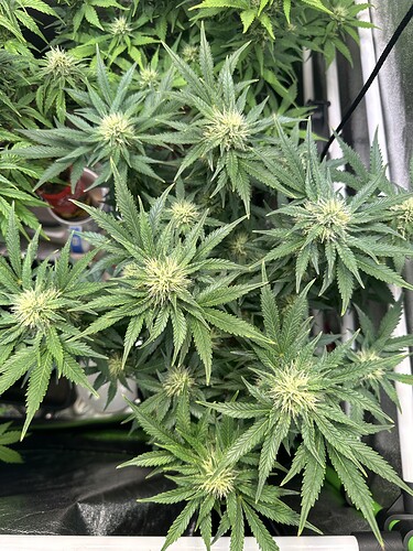 Growreport Bild 4