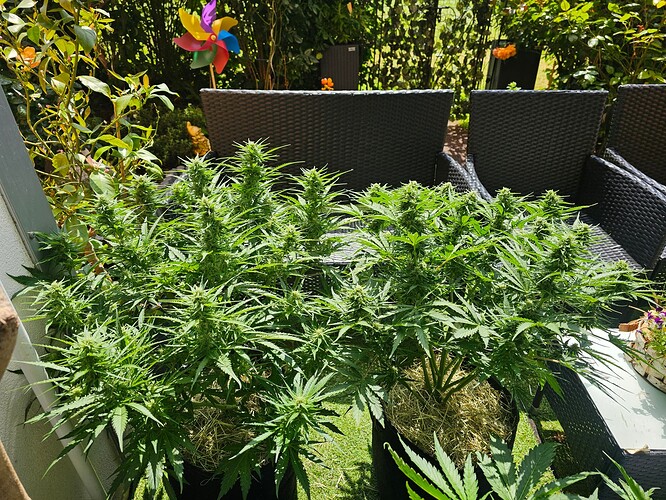Growreport Bild 5