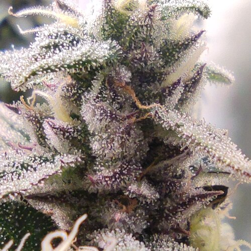 Growreport Bild 11