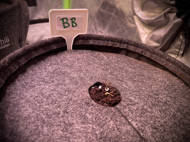 Growreport Bild 13