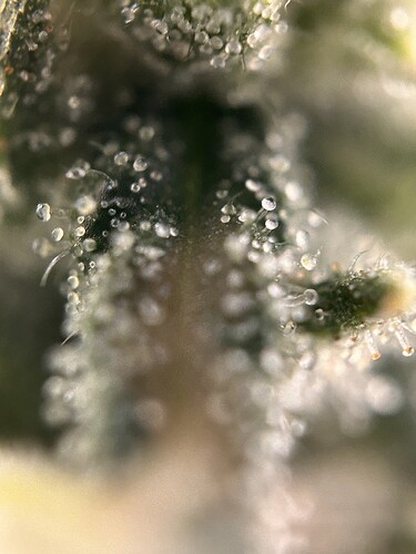 Growreport Bild 4