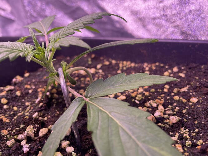 Ein junger Cannabissämling mit mehreren Blattpaaren und einem kleinen Stützstab.