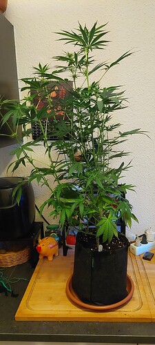 Growreport Bild 7