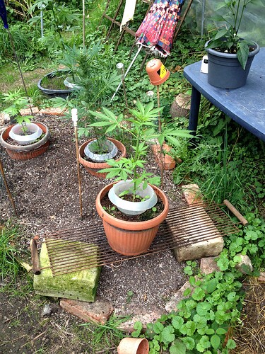 Growreport Bild 17