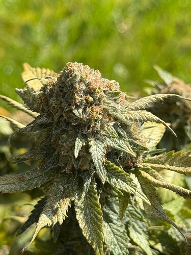 Growreport Bild 2