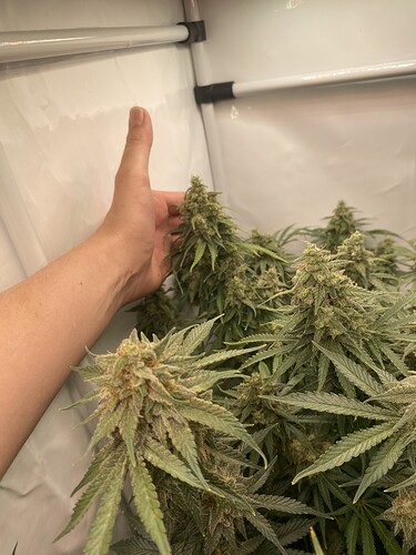 Growreport Bild 5