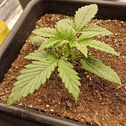 Growreport Bild 3