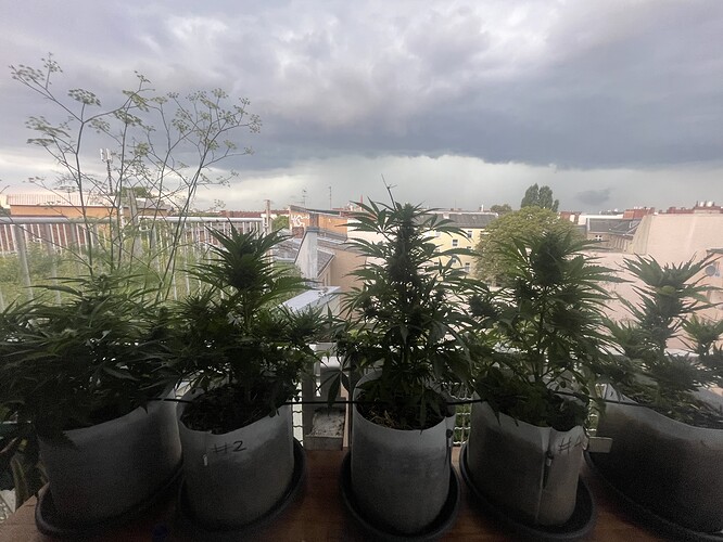 Growreport Bild 1
