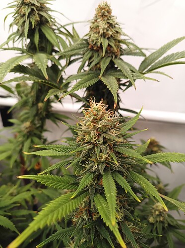 Growreport Bild 21