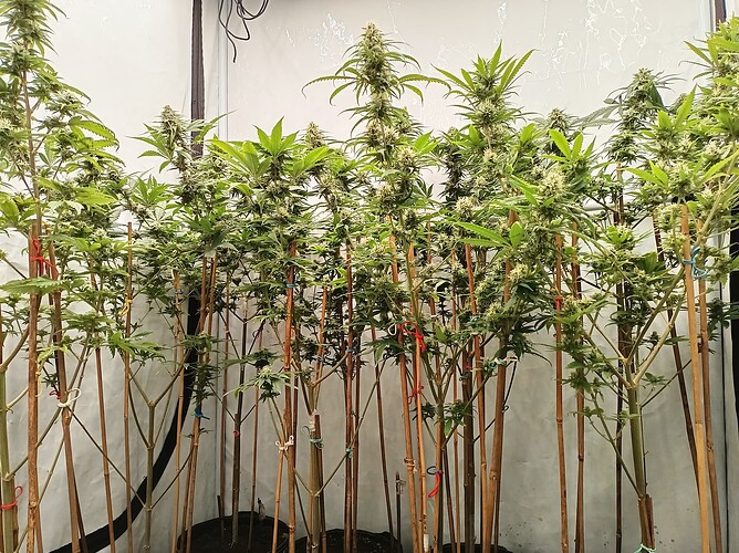 Growreport Bild 15