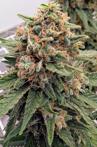 Growreport Bild 6