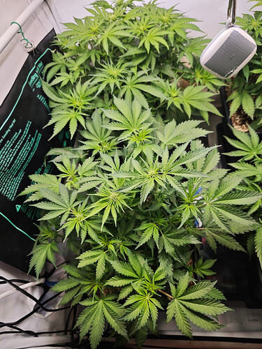 Growreport Bild 41