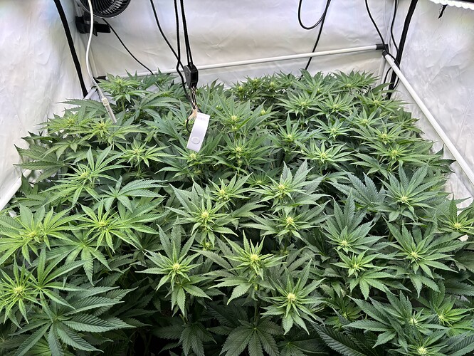 Growreport Bild 7