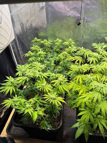 Growreport Bild 26