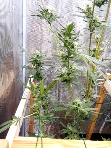 IMG_2025-05-02-17-55-34-531