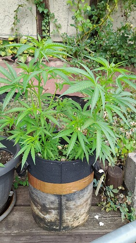 Growreport Bild 9