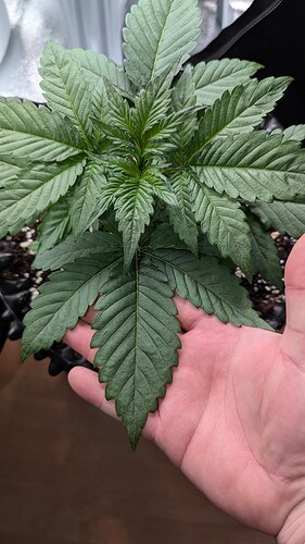 PXL_20240715_162036388