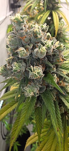 Growreport Bild 6