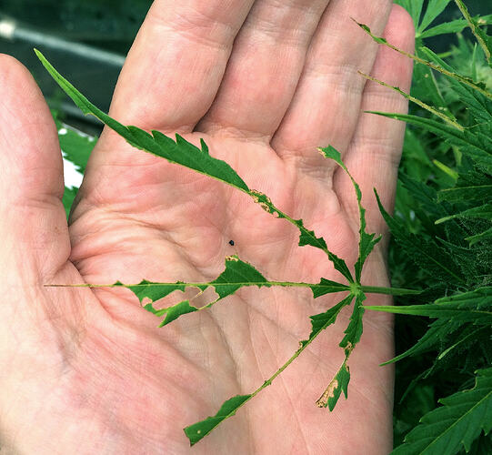 Grow26090409
